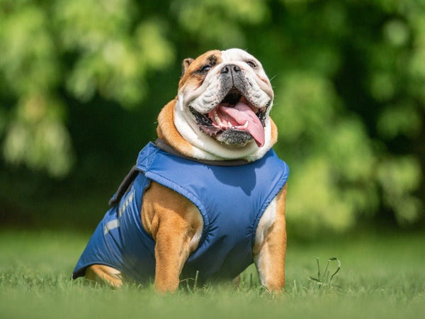 Angol Bulldog esőkabát - Standard