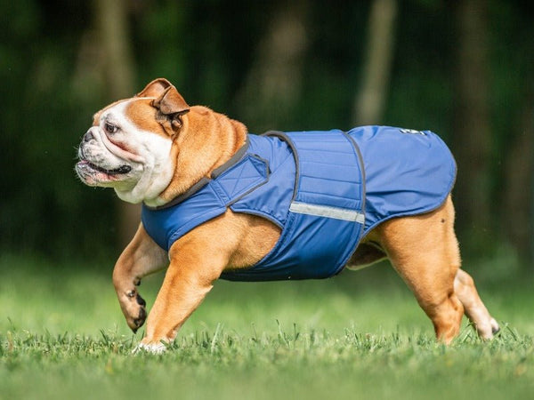 Angol Bulldog esőkabát - Standard