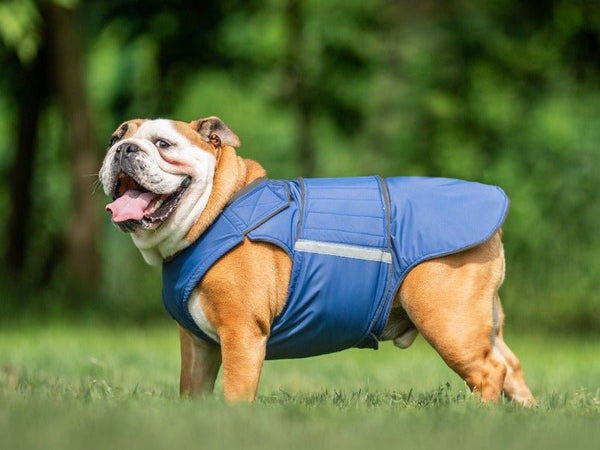 Angol Bulldog esőkabát - Standard