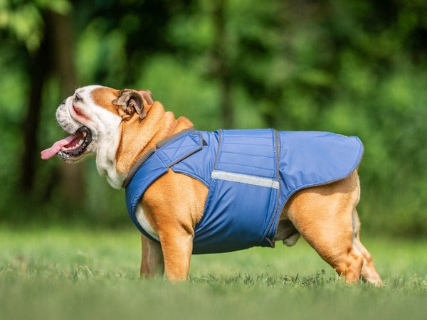 Angol Bulldog esőkabát - Standard