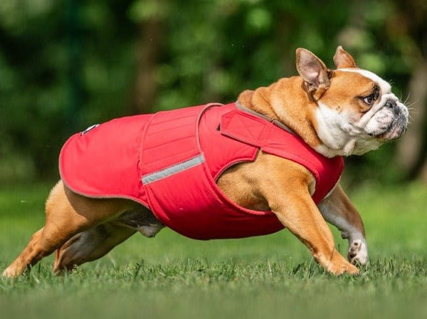 ANGOL BULLDOG EXTRA MELEG TÉLI KUTYAKABÁT / EGYEDI MÉRETRE