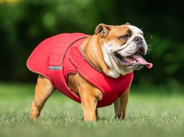 ANGOL BULLDOG EXTRA MELEG TÉLI KUTYAKABÁT / EGYEDI MÉRETRE