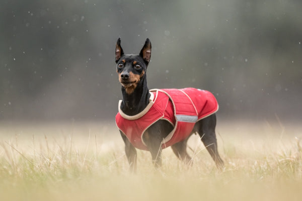 PINSCHER EXTRA MELEG TÉLI KUTYAKABÁT / EGYEDI MÉRETRE