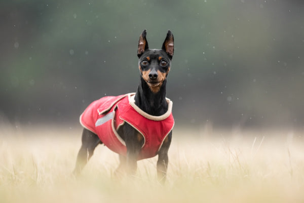 PINSCHER EXTRA MELEG TÉLI KUTYAKABÁT / EGYEDI MÉRETRE