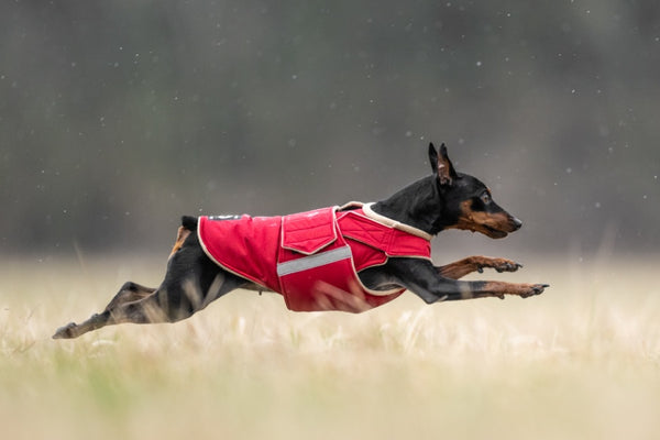 Pinscher extra meleg télikabát - Standard