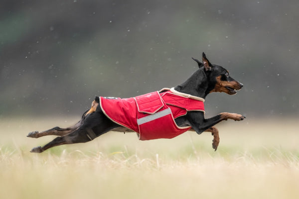 PINSCHER EXTRA MELEG TÉLI KUTYAKABÁT / EGYEDI MÉRETRE