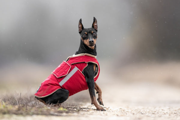 PINSCHER EXTRA MELEG TÉLI KUTYAKABÁT / EGYEDI MÉRETRE