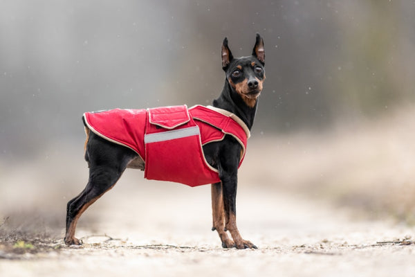 PINSCHER EXTRA MELEG TÉLI KUTYAKABÁT / EGYEDI MÉRETRE