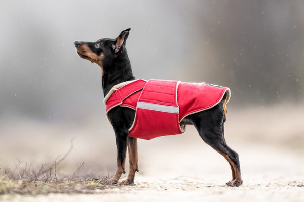 Pinscher extra meleg télikabát - Standard