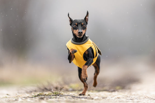 PINSCHER ESŐKABÁT / EGYEDI MÉRETRE