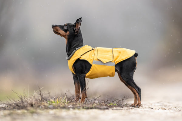 PINSCHER TÉLI KUTYAKABÁT / EGYEDI MÉRETRE