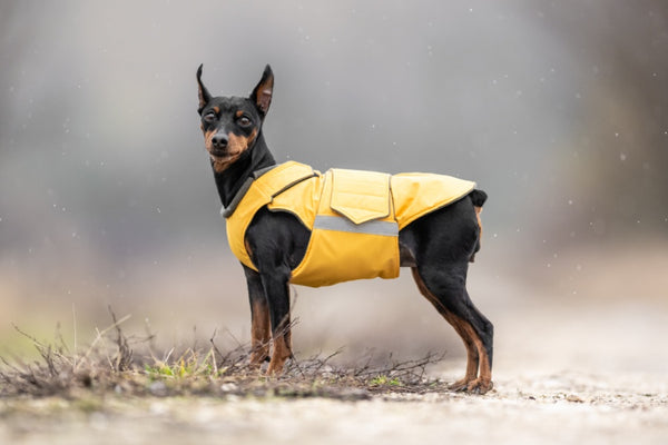 PINSCHER TÉLI KUTYAKABÁT / EGYEDI MÉRETRE