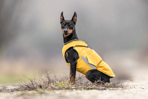 PINSCHER TÉLI KUTYAKABÁT / EGYEDI MÉRETRE