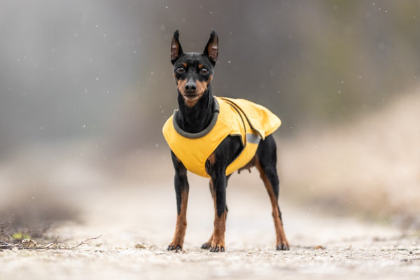 PINSCHER ESŐKABÁT / EGYEDI MÉRETRE