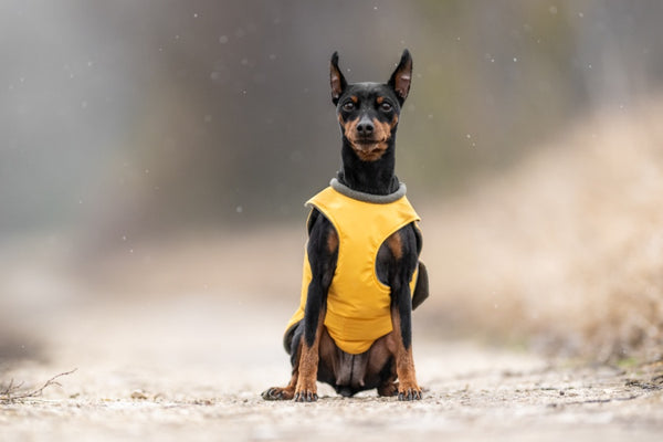 PINSCHER TÉLI KUTYAKABÁT / EGYEDI MÉRETRE