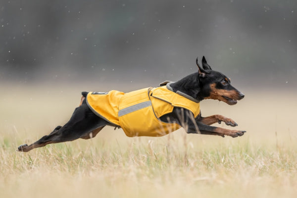 PINSCHER ESŐKABÁT / EGYEDI MÉRETRE