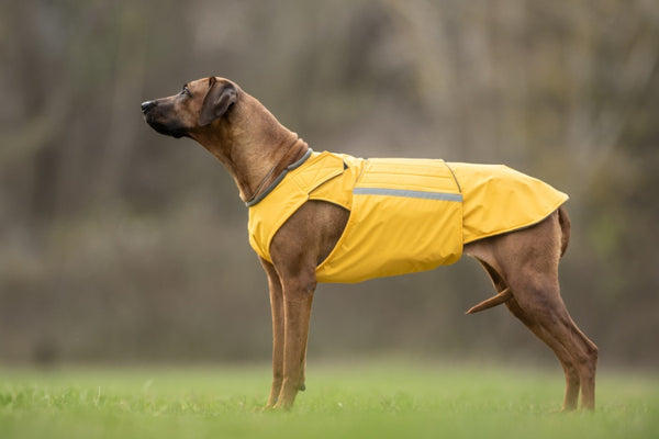 RODÉZIAI RIDGEBACK TÉLI KUTYAKABÁT / EGYEDI MÉRETRE