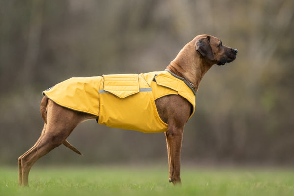 RODÉZIAI RIDGEBACK TÉLI KUTYAKABÁT / EGYEDI MÉRETRE