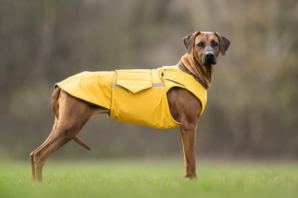 RODÉZIAI RIDGEBACK TÉLI KUTYAKABÁT / EGYEDI MÉRETRE