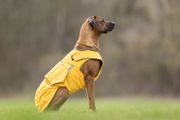 RODÉZIAI RIDGEBACK TÉLI KUTYAKABÁT / EGYEDI MÉRETRE