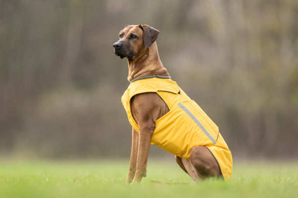 RODÉZIAI RIDGEBACK TÉLI KUTYAKABÁT / EGYEDI MÉRETRE