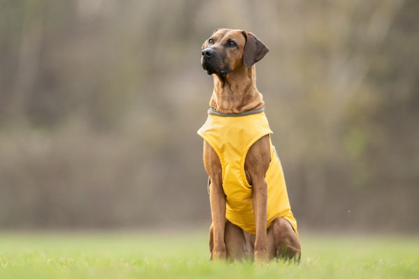 RODÉZIAI RIDGEBACK TÉLI KUTYAKABÁT / EGYEDI MÉRETRE