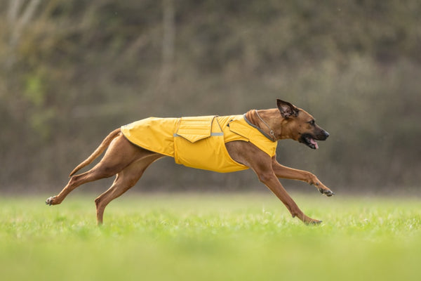 RODÉZIAI RIDGEBACK TÉLI KUTYAKABÁT / EGYEDI MÉRETRE