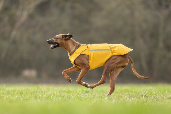 RODÉZIAI RIDGEBACK TÉLI KUTYAKABÁT / EGYEDI MÉRETRE