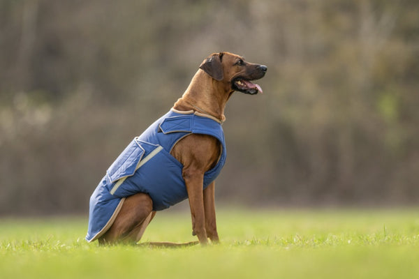 RODÉZIAI RIDGEBACK EXTRA MELEG TÉLI KUTYAKABÁT / EGYEDI MÉRETRE