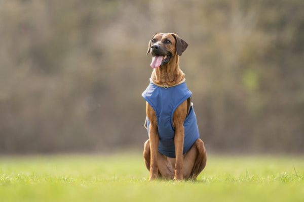 RODÉZIAI RIDGEBACK EXTRA MELEG TÉLI KUTYAKABÁT / EGYEDI MÉRETRE