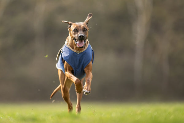 RODÉZIAI RIDGEBACK EXTRA MELEG TÉLI KUTYAKABÁT / EGYEDI MÉRETRE