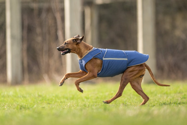 RODÉZIAI RIDGEBACK EXTRA MELEG TÉLI KUTYAKABÁT / EGYEDI MÉRETRE