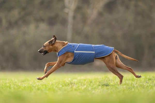 RODÉZIAI RIDGEBACK EXTRA MELEG TÉLI KUTYAKABÁT / EGYEDI MÉRETRE