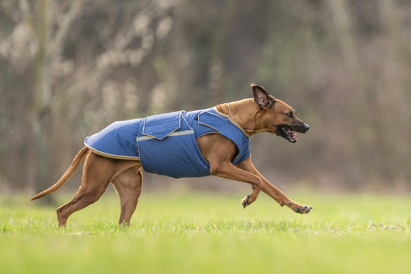 RODÉZIAI RIDGEBACK EXTRA MELEG TÉLI KUTYAKABÁT / EGYEDI MÉRETRE