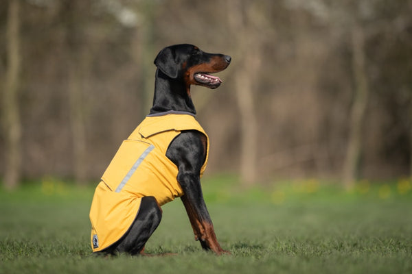 DOBERMANN TÉLI KUTYAKABÁT / EGYEDI MÉRETRE