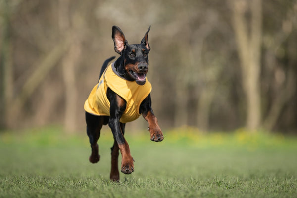 DOBERMANN TÉLI KUTYAKABÁT / EGYEDI MÉRETRE