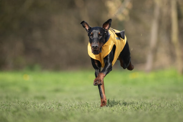 DOBERMANN TÉLI KUTYAKABÁT / EGYEDI MÉRETRE