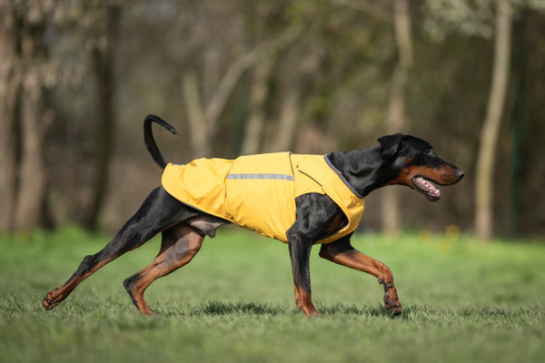 DOBERMANN TÉLI KUTYAKABÁT / EGYEDI MÉRETRE