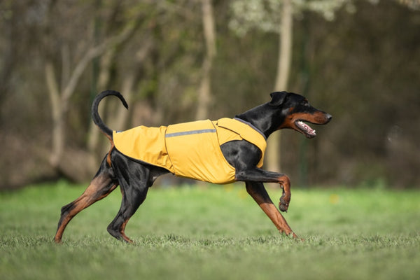 DOBERMANN TÉLI KUTYAKABÁT / EGYEDI MÉRETRE