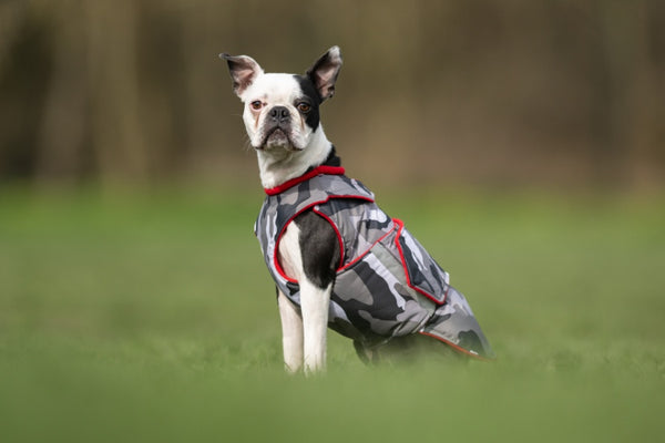 Boston Terrier extra meleg télikabát - Standard