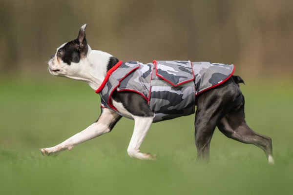 BOSTON TERRIER EXTRA MELEG TÉLI KUTYAKABÁT / EGYEDI MÉRETRE