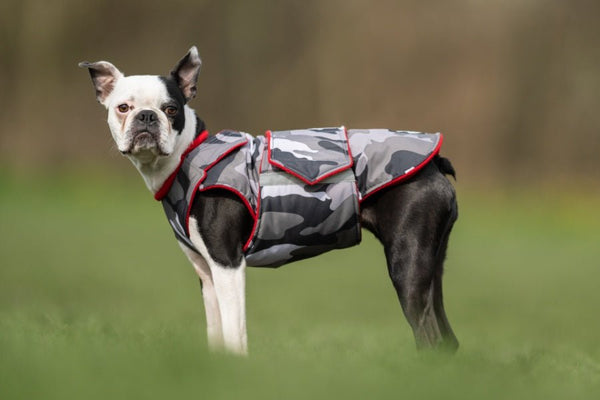 BOSTON TERRIER EXTRA MELEG TÉLI KUTYAKABÁT / EGYEDI MÉRETRE