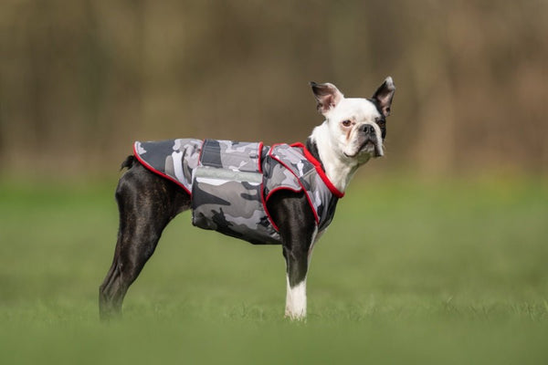 BOSTON TERRIER EXTRA MELEG TÉLI KUTYAKABÁT / EGYEDI MÉRETRE