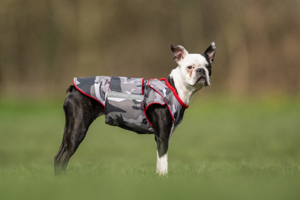 Boston Terrier extra meleg télikabát - Standard