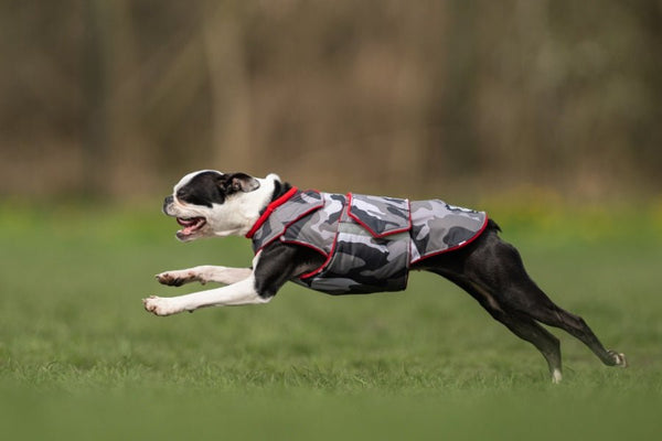 BOSTON TERRIER EXTRA MELEG TÉLI KUTYAKABÁT / EGYEDI MÉRETRE