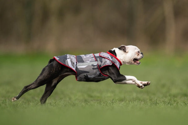 BOSTON TERRIER EXTRA MELEG TÉLI KUTYAKABÁT / EGYEDI MÉRETRE