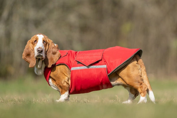 BASSET HOUND EXTRA MELEG TÉLI KUTYAKABÁT / EGYEDI MÉRETRE