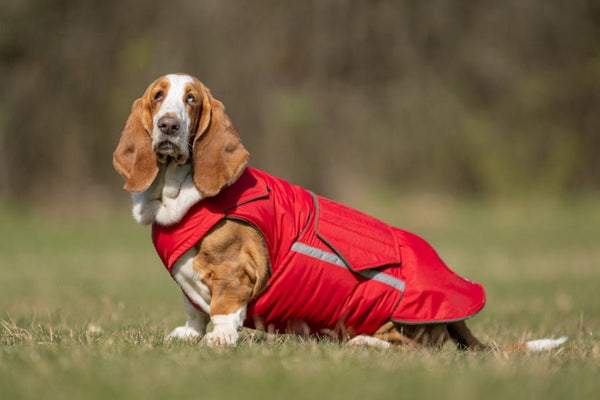 BASSET HOUND EXTRA MELEG TÉLI KUTYAKABÁT / EGYEDI MÉRETRE