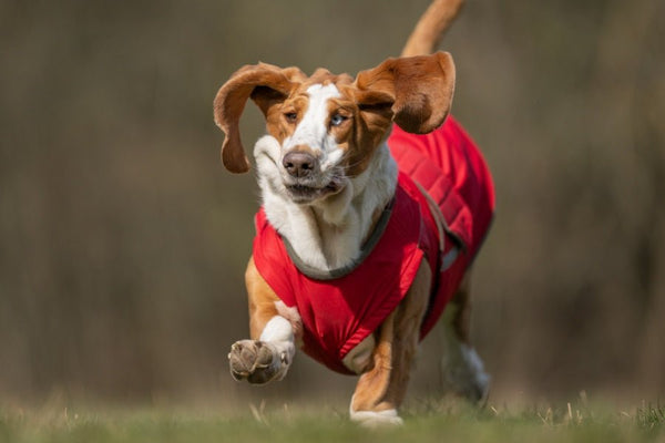 BASSET HOUND EXTRA MELEG TÉLI KUTYAKABÁT / EGYEDI MÉRETRE