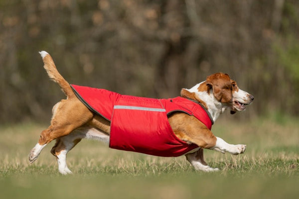 BASSET HOUND EXTRA MELEG TÉLI KUTYAKABÁT / EGYEDI MÉRETRE